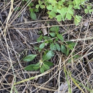 Alternanthera sp. A Flora of NSW (M. Gray 5187) J. Palmer at Higgins, ACT - 18 Nov 2022