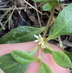 Alternanthera sp. A Flora of NSW (M. Gray 5187) J. Palmer at Higgins, ACT - 18 Nov 2022