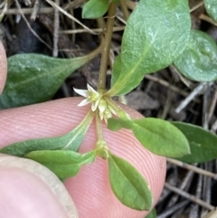 Alternanthera sp. A Flora of NSW (M. Gray 5187) J. Palmer at Higgins, ACT - 18 Nov 2022