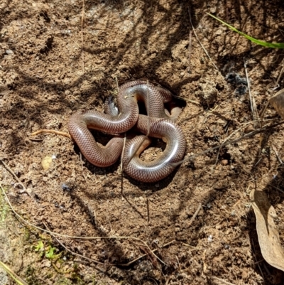 Anilios nigrescens (Blackish Blind Snake) at Googong, NSW - 18 Nov 2022 by Wandiyali