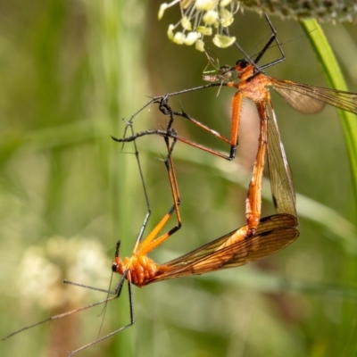 Harpobittacus australis (Hangingfly) at Hackett, ACT - 18 Nov 2022 by Boagshoags