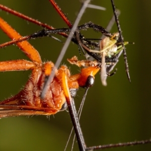 Harpobittacus australis at Hackett, ACT - 18 Nov 2022