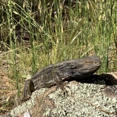 Pogona barbata (Eastern Bearded Dragon) at Deakin, ACT - 18 Nov 2022 by KL