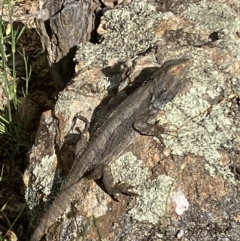 Pogona barbata at Deakin, ACT - 18 Nov 2022