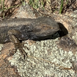 Pogona barbata at Deakin, ACT - 18 Nov 2022