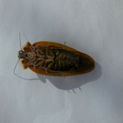 Unverified Cockroach (Blattodea, several families) at  - suppressed by Paul4K