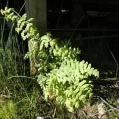 Histiopteris incisa at Borough, NSW - suppressed