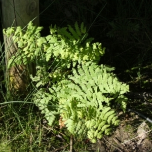 Histiopteris incisa at Borough, NSW - suppressed