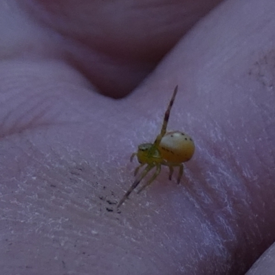 Lehtinelagia sp. (genus) (Flower Spider or Crab Spider) at Borough, NSW - 17 Nov 2022 by Paul4K