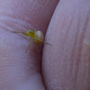 Lehtinelagia sp. (genus) at Borough, NSW - 17 Nov 2022