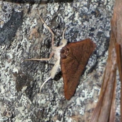 Uresiphita ornithopteralis (Tree Lucerne Moth) at Boro - 16 Nov 2022 by Paul4K