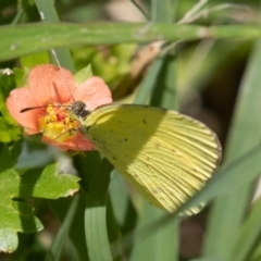 Eurema smilax (Small Grass-yellow) at Jerrabomberra Wetlands - 18 Nov 2022 by rawshorty