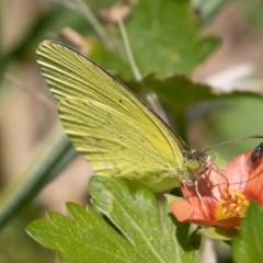 Eurema smilax at Fyshwick, ACT - 18 Nov 2022 01:23 PM