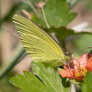 Eurema smilax at Fyshwick, ACT - 18 Nov 2022