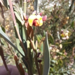 Daviesia mimosoides subsp. mimosoides at Rendezvous Creek, ACT - 17 Nov 2022 by VanceLawrence