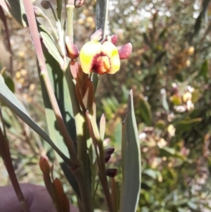 Daviesia mimosoides subsp. mimosoides at Rendezvous Creek, ACT - 17 Nov 2022