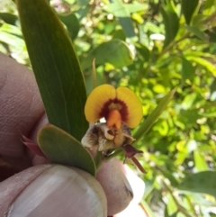 Daviesia mimosoides subsp. mimosoides at Rendezvous Creek, ACT - 17 Nov 2022