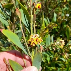 Daviesia mimosoides subsp. mimosoides at Rendezvous Creek, ACT - 17 Nov 2022