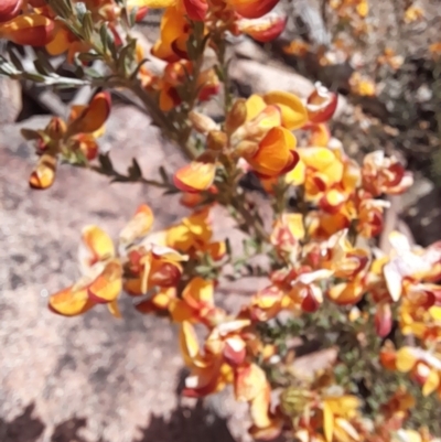 Mirbelia oxylobioides (Mountain Mirbelia) at Rendezvous Creek, ACT - 17 Nov 2022 by VanceLawrence