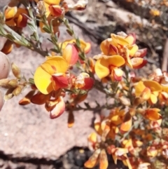 Mirbelia oxylobioides at Rendezvous Creek, ACT - 17 Nov 2022 01:49 PM