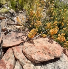 Mirbelia oxylobioides at Rendezvous Creek, ACT - 17 Nov 2022 01:49 PM