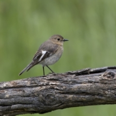 Petroica phoenicea (Flame Robin) at Pialligo, ACT - 17 Nov 2022 by trevsci
