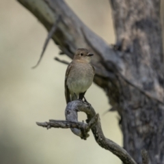 Petroica phoenicea at Pialligo, ACT - 17 Nov 2022