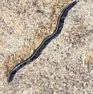 Caenoplana coerulea at Holt, ACT - suppressed