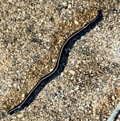 Caenoplana coerulea at Holt, ACT - suppressed