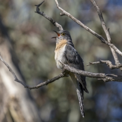 Cacomantis flabelliformis (Fan-tailed Cuckoo) at Pialligo, ACT - 17 Nov 2022 by trevsci