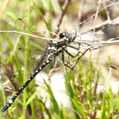 Eusynthemis brevistyla (Small Tigertail) at Paddys River, ACT - 17 Nov 2022 by JohnBundock