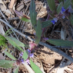 Ajuga australis at Coree, ACT - 18 Nov 2022