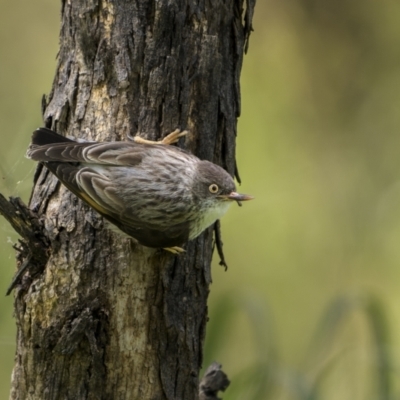 Daphoenositta chrysoptera (Varied Sittella) at Mount Ainslie - 17 Nov 2022 by trevsci