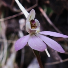 Caladenia carnea (Pink Fingers) at Paddys River, ACT - 17 Nov 2022 by JohnBundock