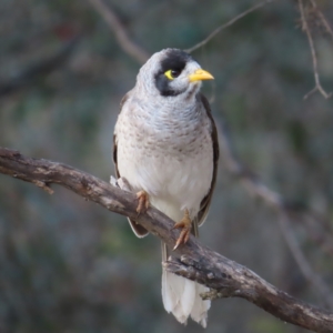 Manorina melanocephala at Wanniassa, ACT - 18 Nov 2022 06:32 PM