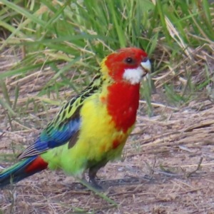 Platycercus eximius at Wanniassa, ACT - 18 Nov 2022