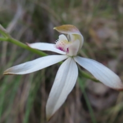 Caladenia moschata (Musky Caps) at Farrer, ACT - 18 Nov 2022 by MatthewFrawley