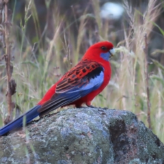 Platycercus elegans (Crimson Rosella) at Farrer, ACT - 18 Nov 2022 by MatthewFrawley