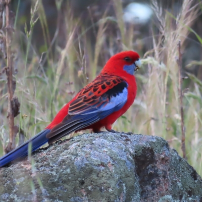 Platycercus elegans (Crimson Rosella) at Farrer, ACT - 18 Nov 2022 by MatthewFrawley