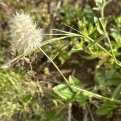 Rytidosperma carphoides (Short Wallaby Grass) at Aranda Bushland - 18 Nov 2022 by lbradley