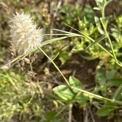 Rytidosperma carphoides (Short Wallaby Grass) at Molonglo Valley, ACT - 18 Nov 2022 by lbradley