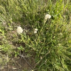 Rytidosperma carphoides at Yarralumla, ACT - 18 Nov 2022