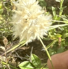 Rytidosperma carphoides at Yarralumla, ACT - 18 Nov 2022