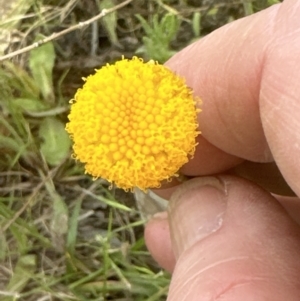 Leptorhynchos squamatus subsp. squamatus at Aranda, ACT - 18 Nov 2022