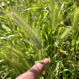 Hordeum leporinum at Aranda, ACT - 18 Nov 2022