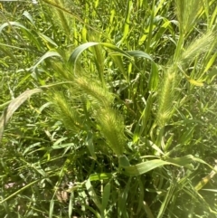 Hordeum leporinum at Aranda, ACT - 18 Nov 2022