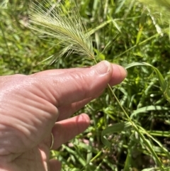 Hordeum leporinum at Aranda, ACT - 18 Nov 2022