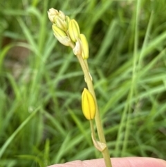 Bulbine bulbosa (Golden Lily) at Molonglo Valley, ACT - 18 Nov 2022 by lbradley