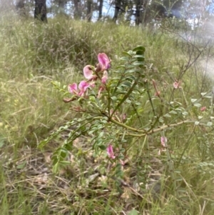 Indigofera adesmiifolia at Aranda, ACT - 18 Nov 2022