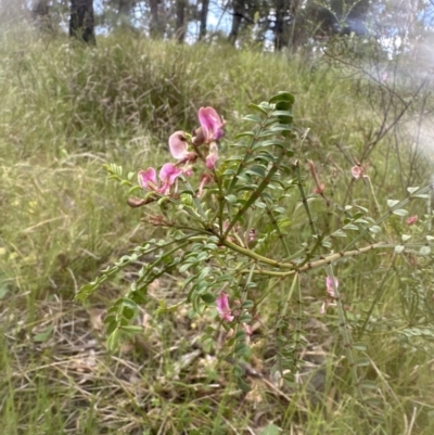 Indigofera adesmiifolia (Tick Indigo) at Aranda Bushland - 18 Nov 2022 by lbradley
